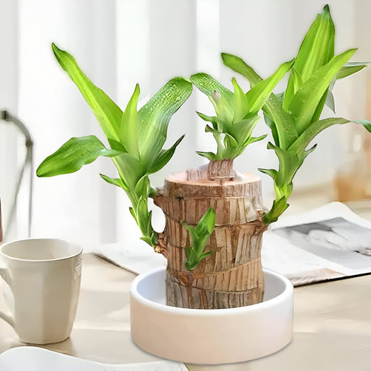 Brazilian Lucky Wood, Money Magnet Plant